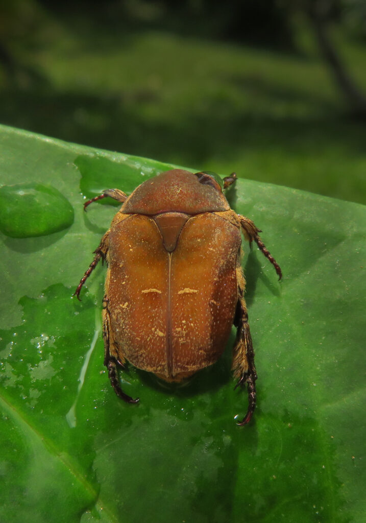 Genus Protaetia