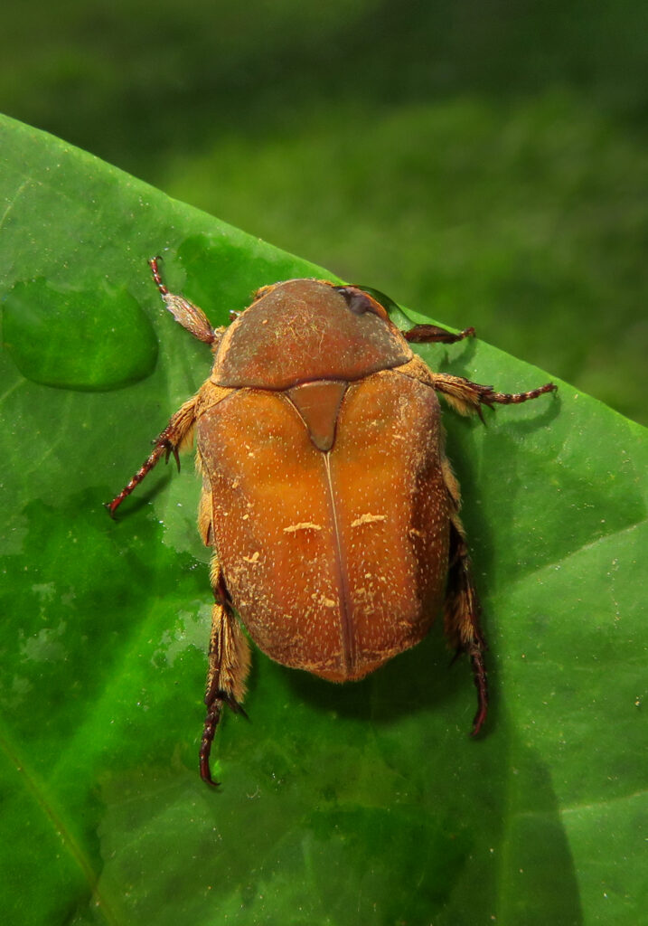 Genus Protaetia