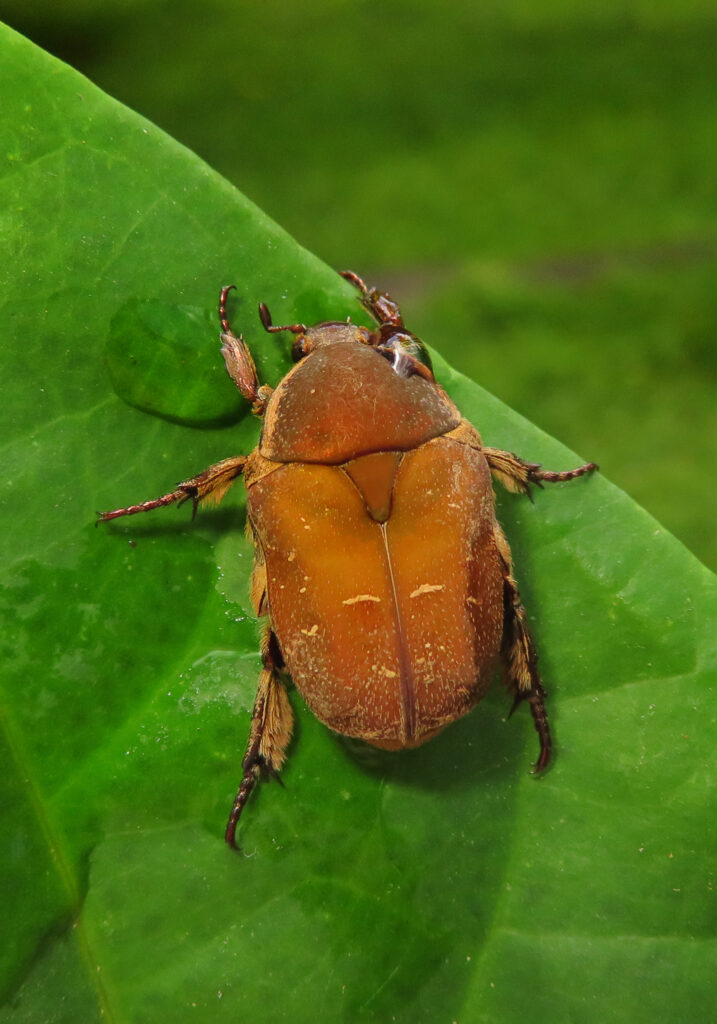 Genus Protaetia