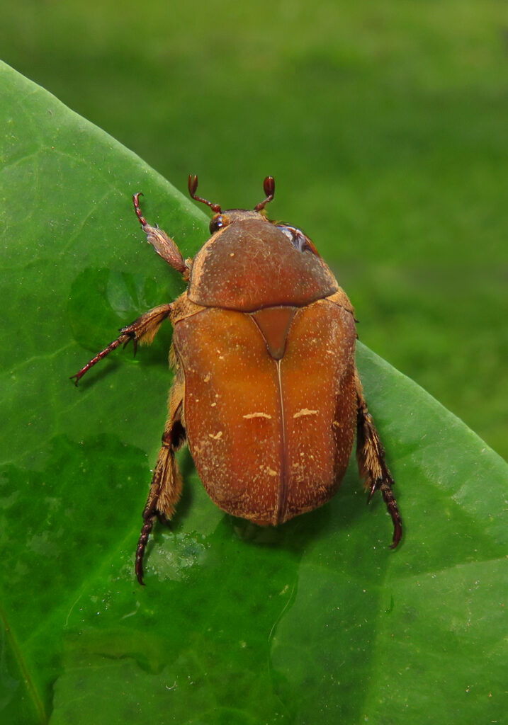 Genus Protaetia