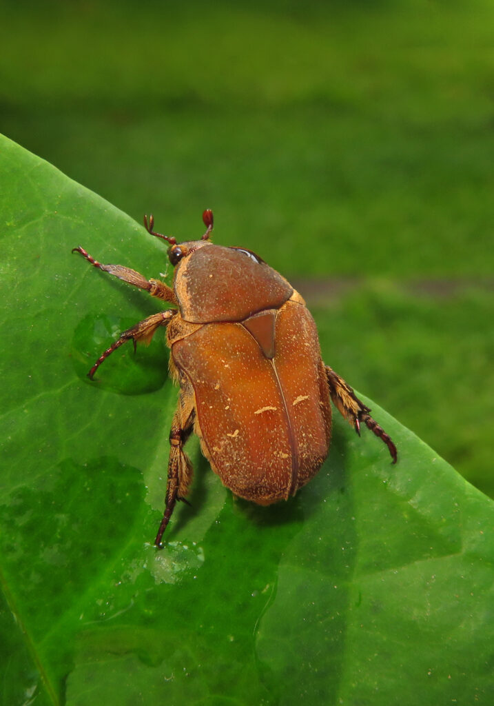 Genus Protaetia