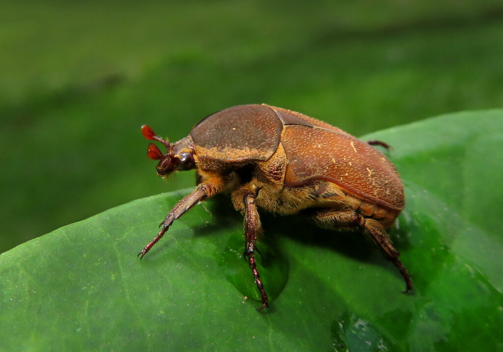 Fruit and Flower Chafers (Subfamily Cetoniinae)