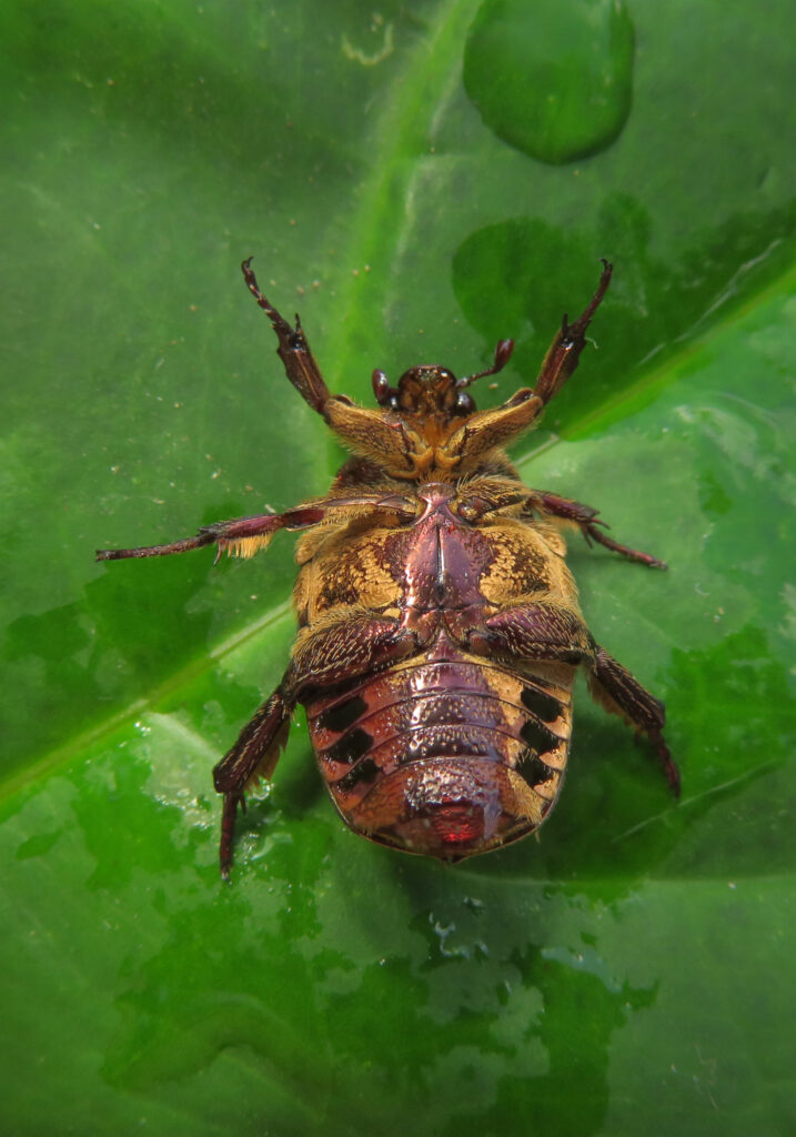 Fruit and Flower Chafers (Subfamily Cetoniinae)