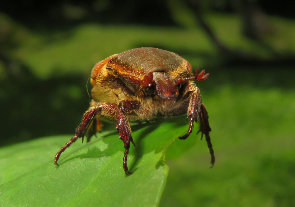 Fruit and Flower Chafers (Subfamily Cetoniinae)