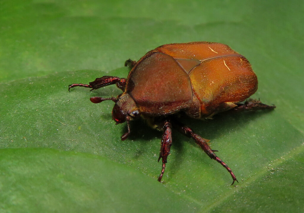 Fruit and Flower Chafers (Subfamily Cetoniinae)