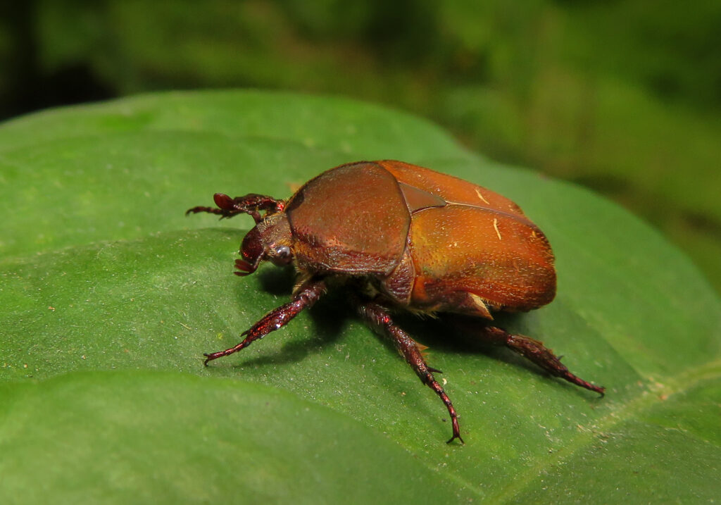 Fruit and Flower Chafers (Subfamily Cetoniinae)