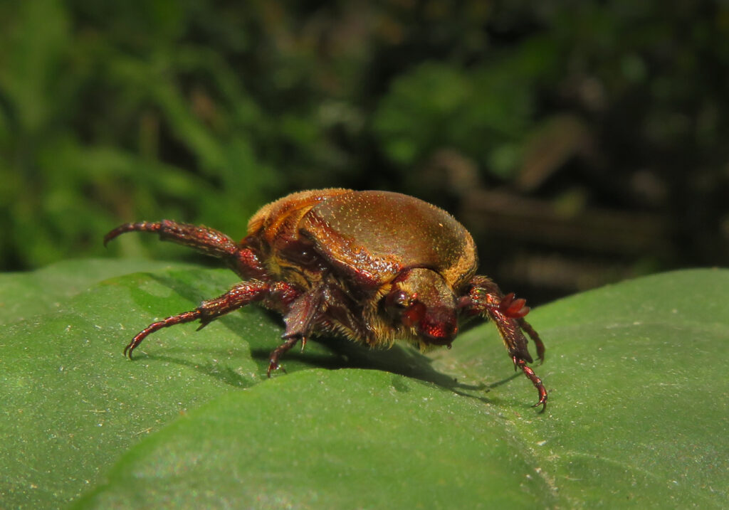 Fruit and Flower Chafers (Subfamily Cetoniinae)