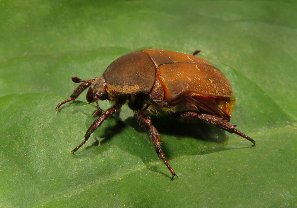 Fruit and Flower Chafers (Subfamily Cetoniinae)