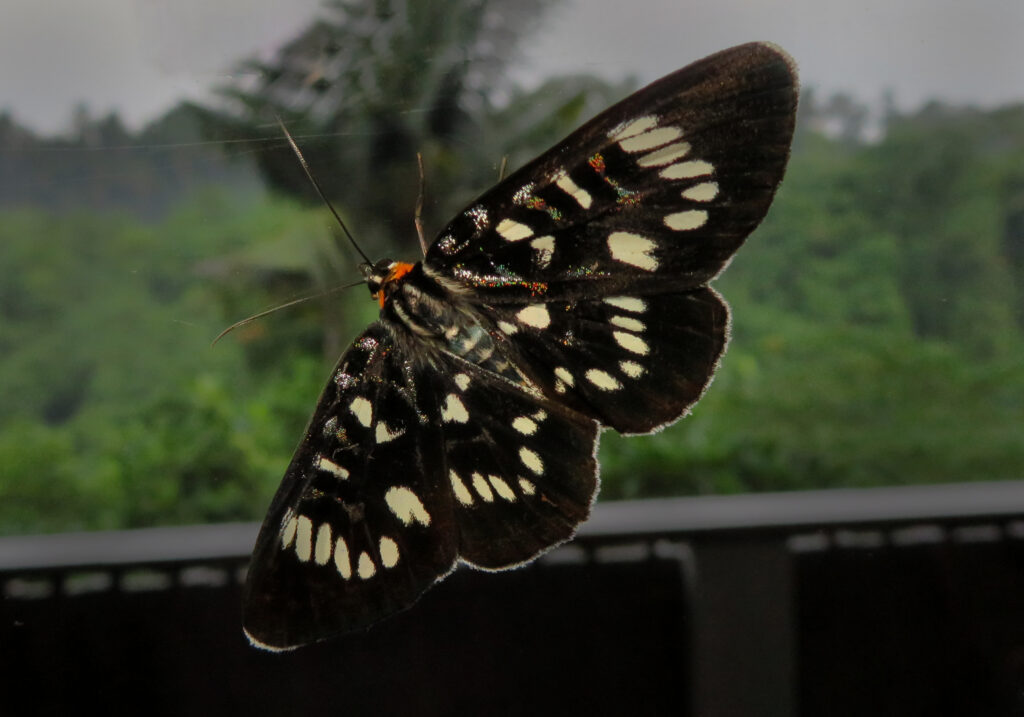 Genus Ophthalmis