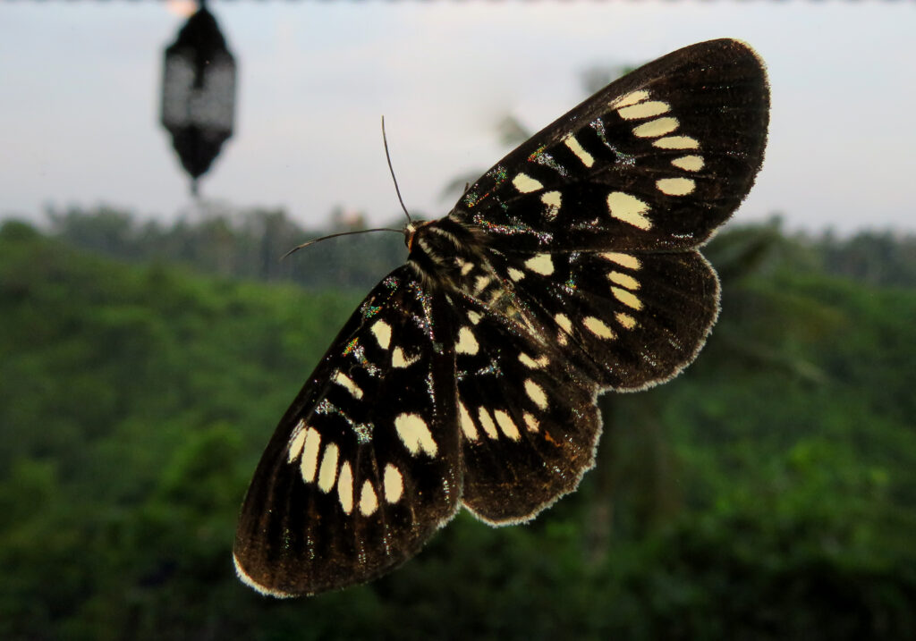 Genus Ophthalmis