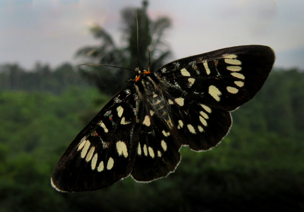 Genus Ophthalmis