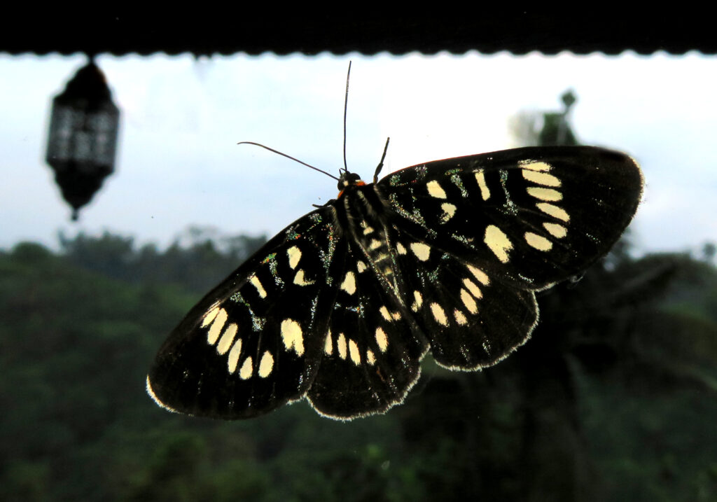 Genus Ophthalmis