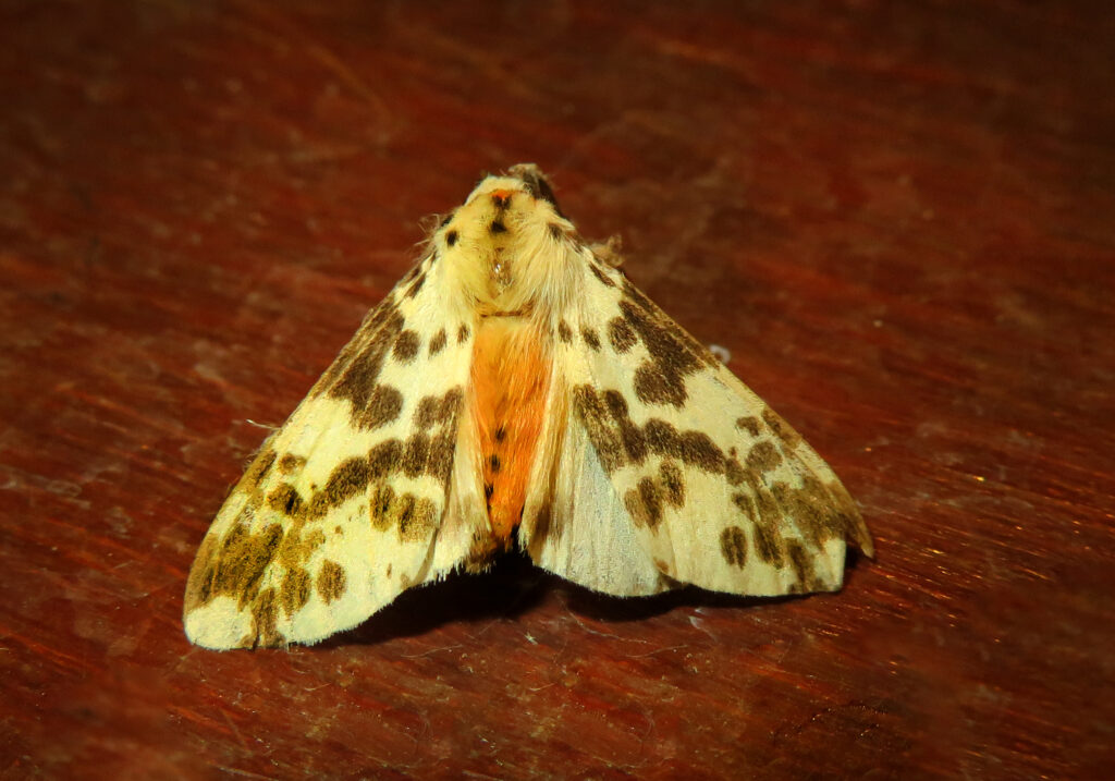Subtribe Spilosomina