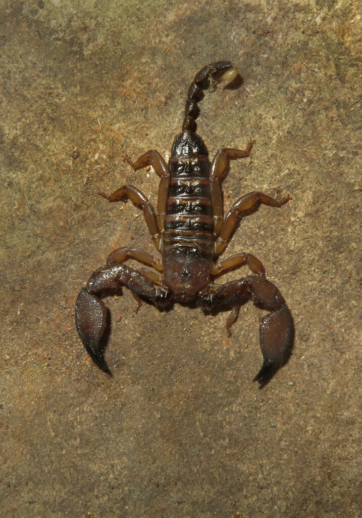 Genus Liocheles