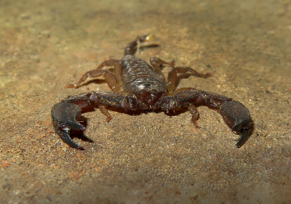 Genus Liocheles