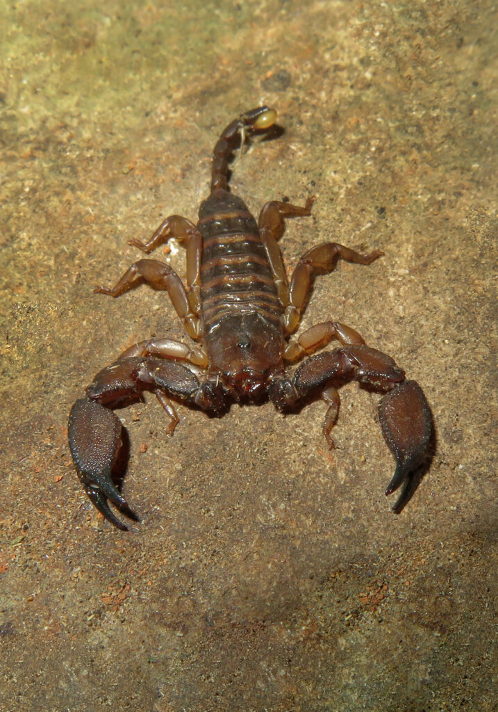 Genus Liocheles