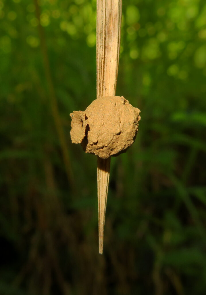 Potter and Mason Wasps