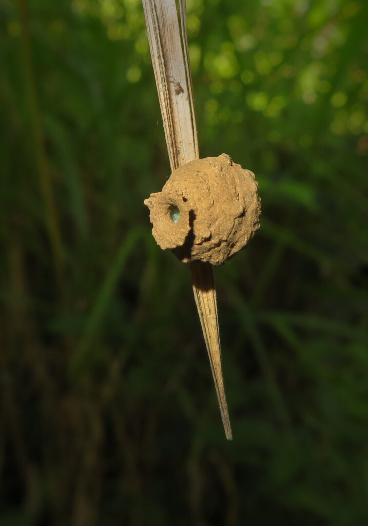 Potter and Mason Wasps