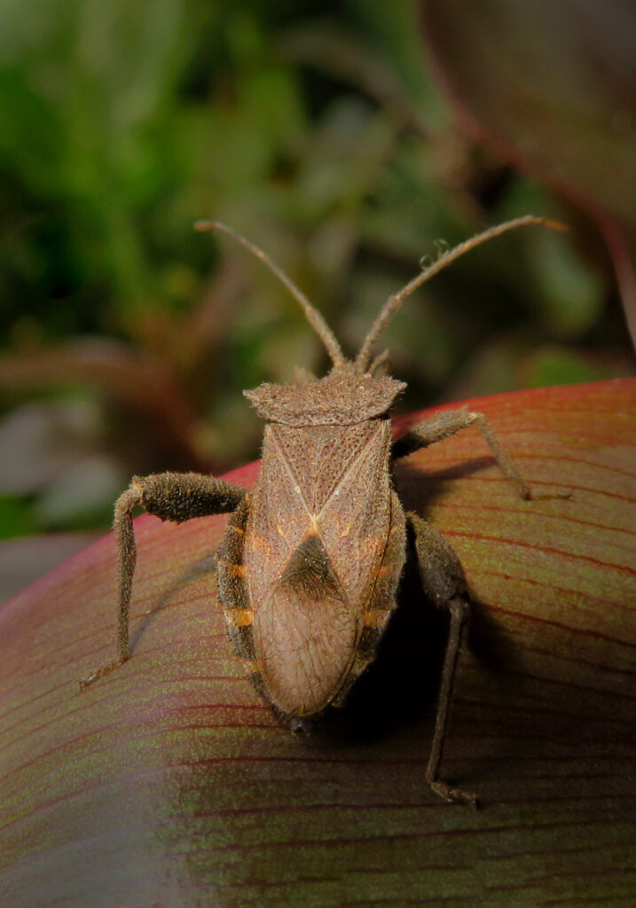 Subfamily Coreinae
