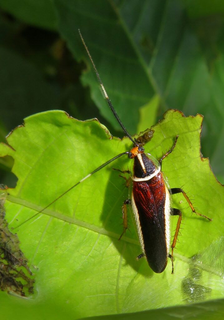 Hemithyrsocera histrio