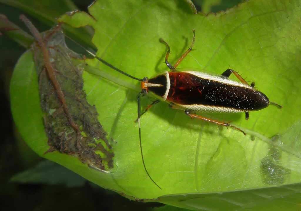 Hemithyrsocera histrio