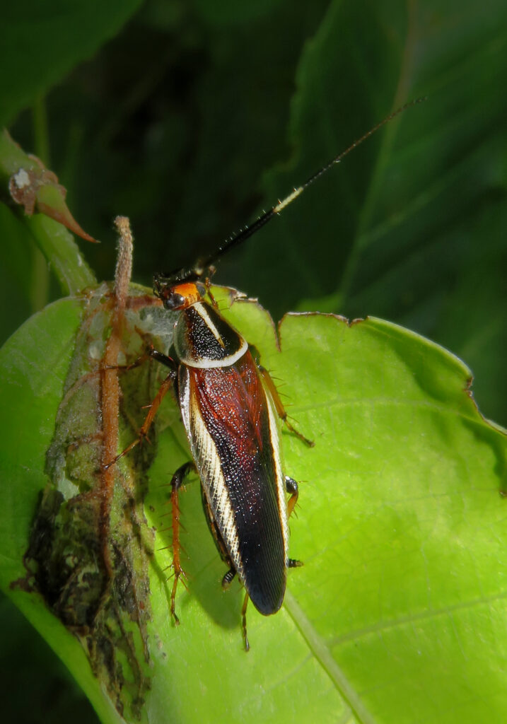 Hemithyrsocera histrio