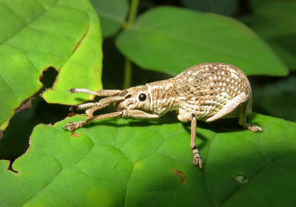 Broad-nosed Weevils (Subfamily Entiminae)