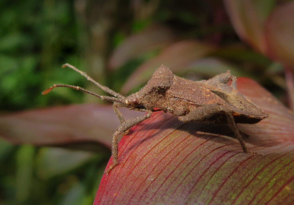 Subfamily Coreinae