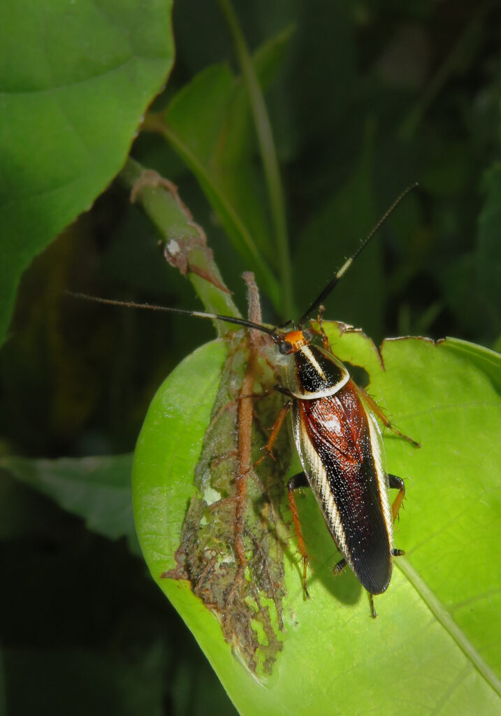 Hemithyrsocera histrio