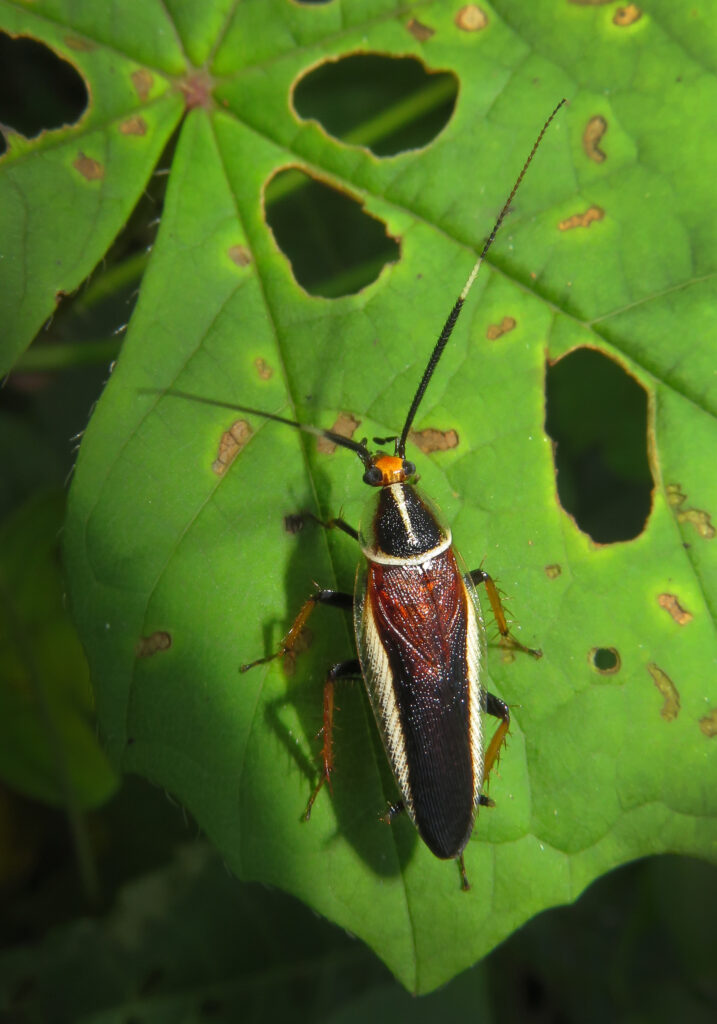 Hemithyrsocera histrio