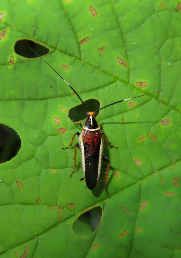 Hemithyrsocera histrio