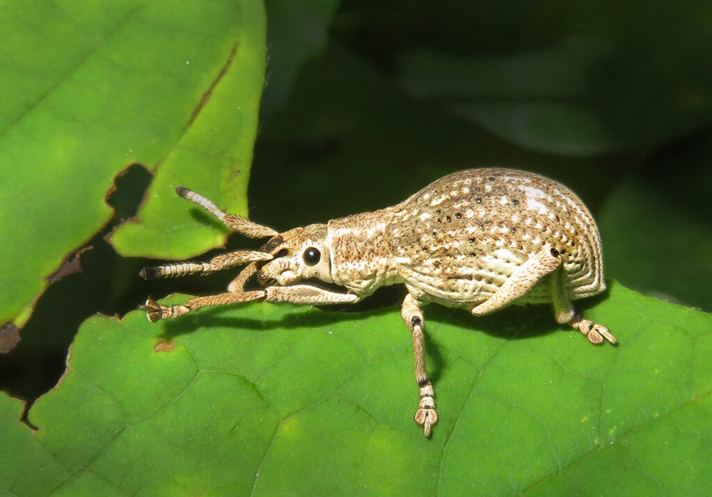 Broad-nosed Weevils (Subfamily Entiminae)