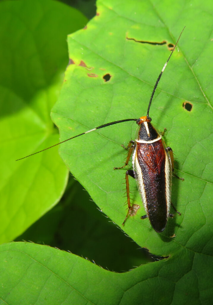 Hemithyrsocera histrio