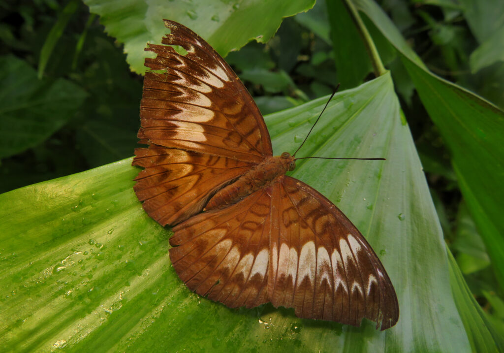 Long-lined Viscount