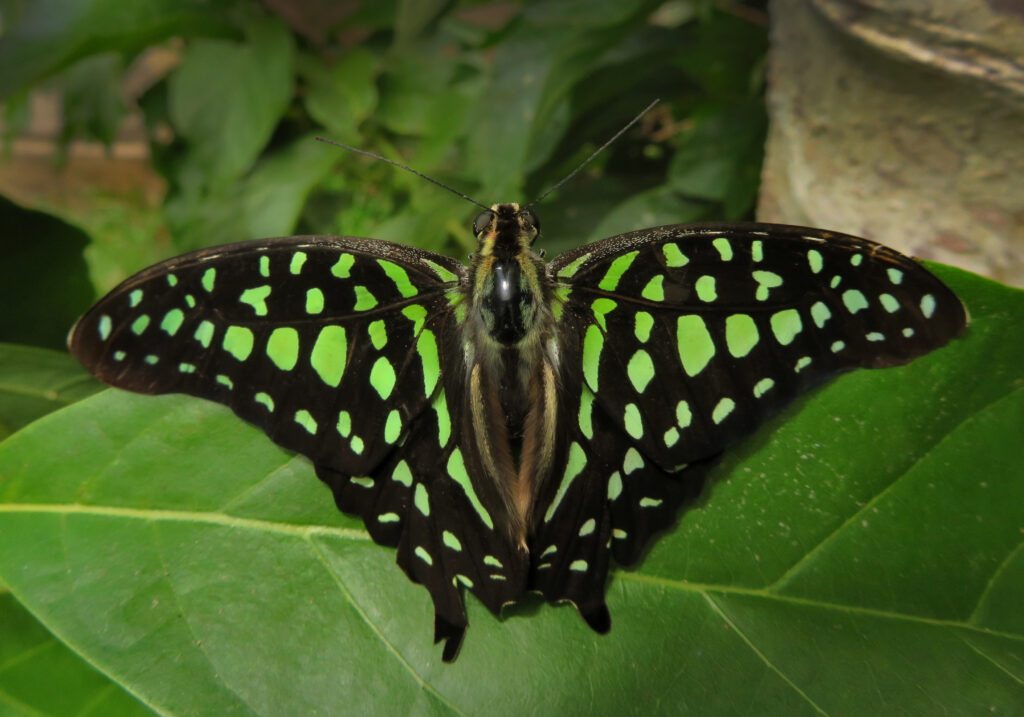 Tailed Jay