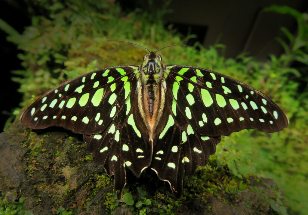 Tailed Jay