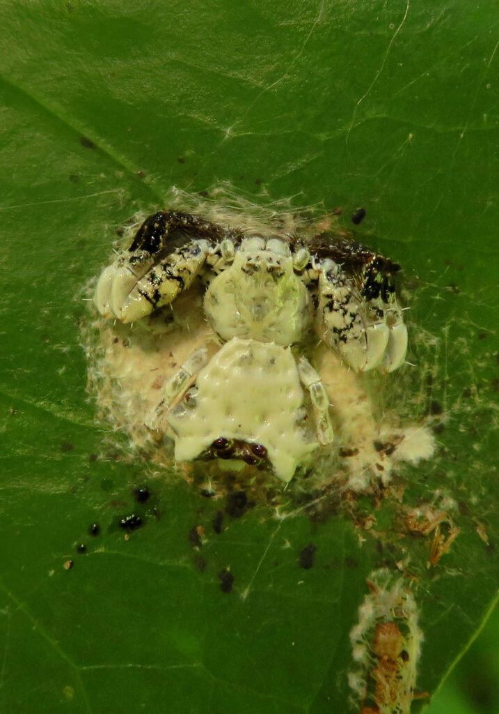 Bird Dropping Crab Spiders (Genus Phrynarachne)