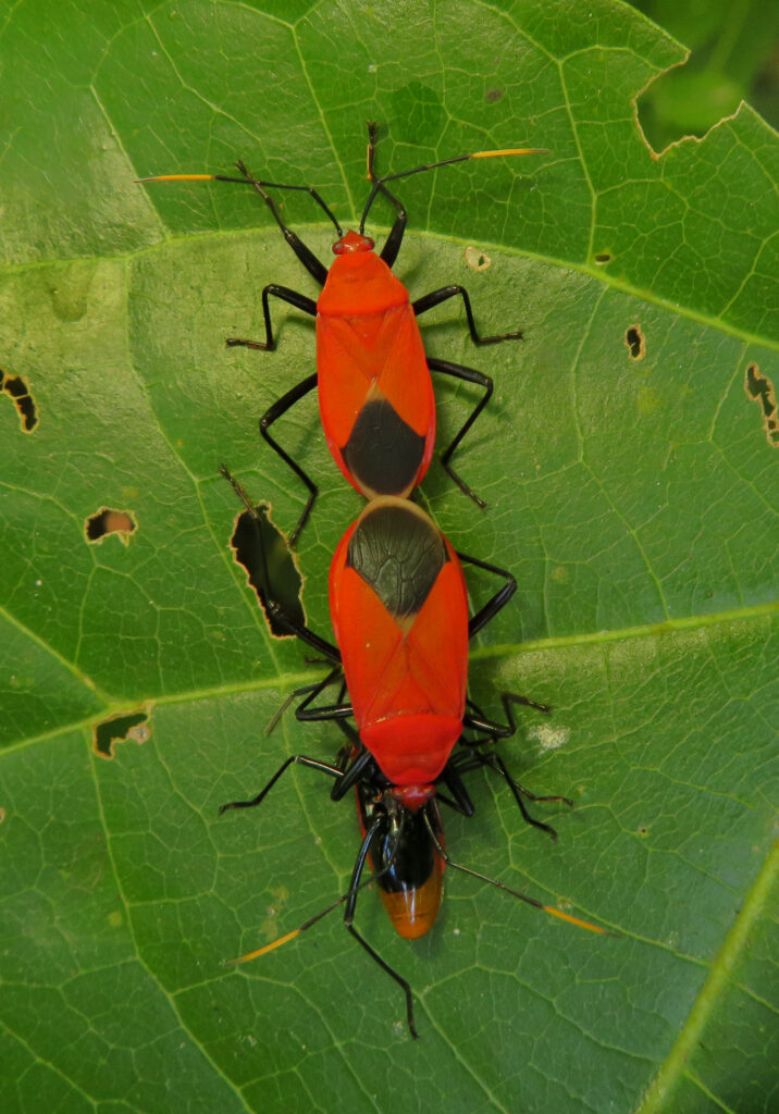 Red Bugs