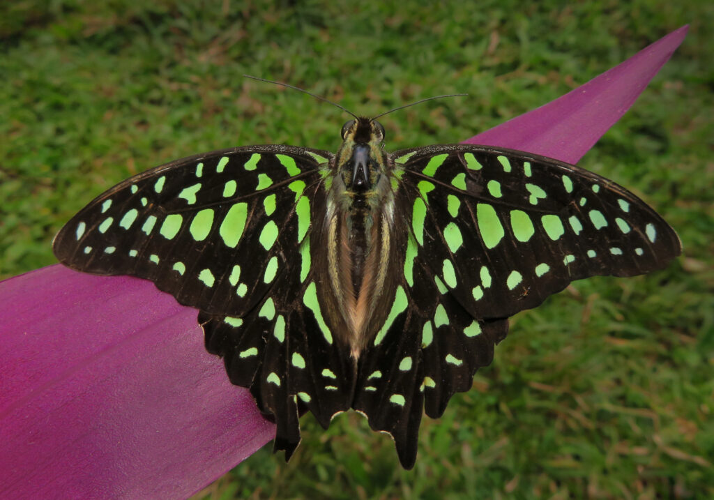 Tailed Jay