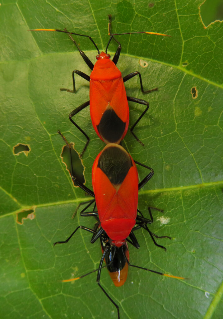 Red Bugs