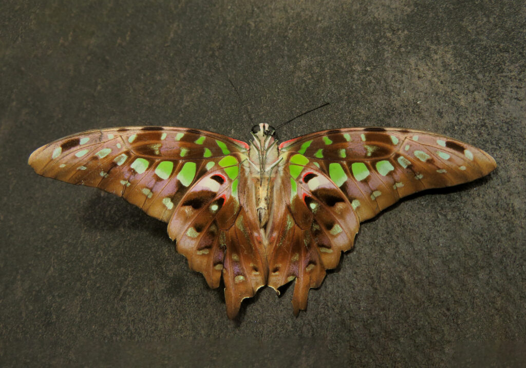 Tailed Jay