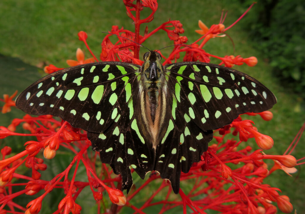 Tailed Jay