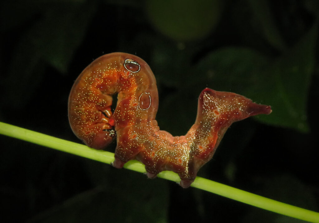 Fruit-piercing Moths (Genus Eudocima)