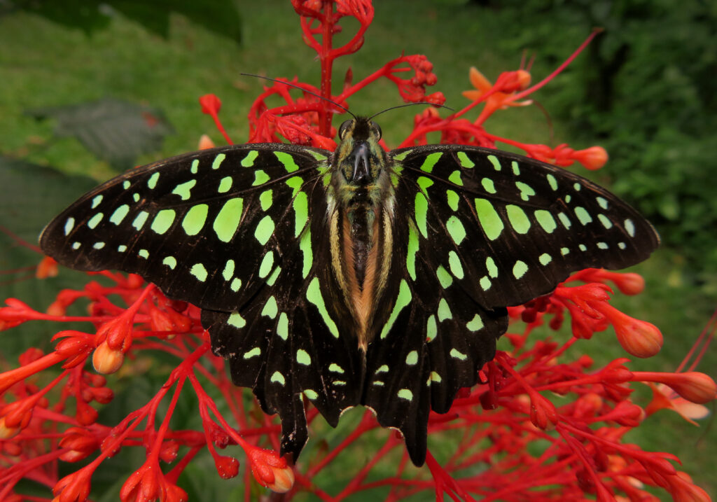 Tailed Jay