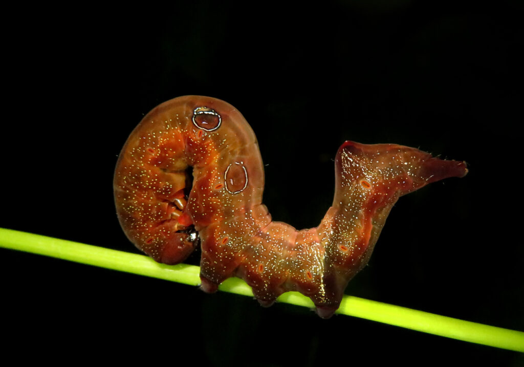 Fruit-piercing Moths (Genus Eudocima)