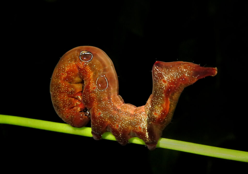 Fruit-piercing Moths (Genus Eudocima)