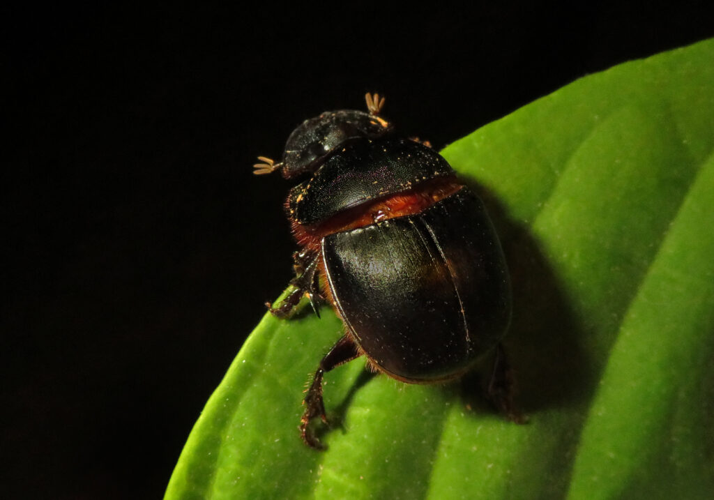Scarabs