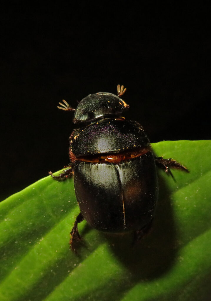 Scarabs