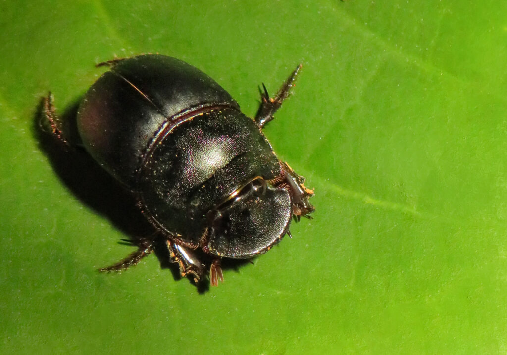 Scarabs