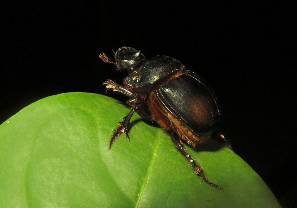 Scarabs